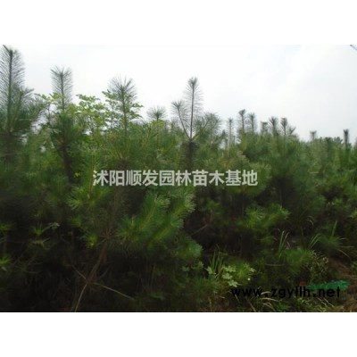 江蘇馬褂木2哪里好/哪家便宜