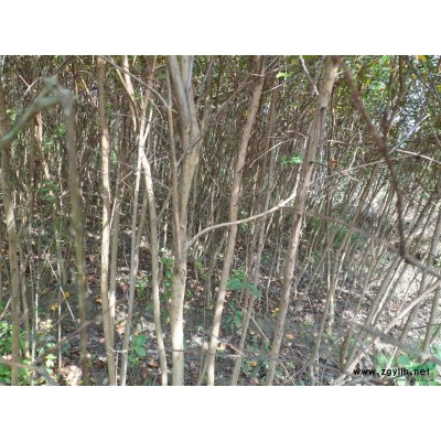 九江馬褂木4公分