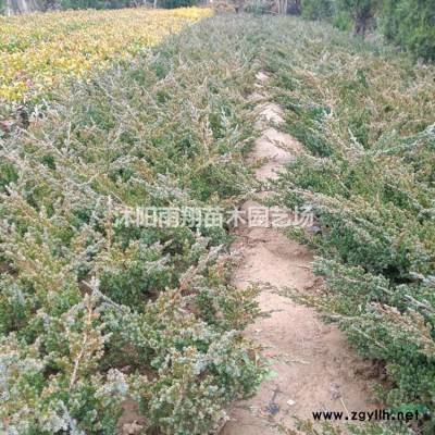 美國紅楓小苗價格美國紅楓小苗價格報價