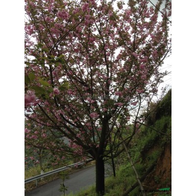 櫻花、海棠、紅楓大量低價供應
