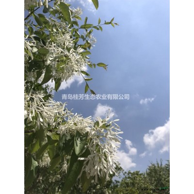 流蘇、桂花、黑松、紅楓、青楓出售