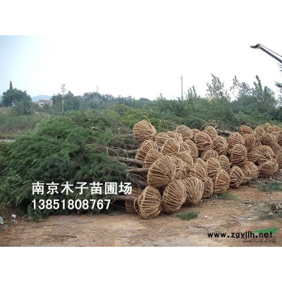 杜英*新價格/杜英報價