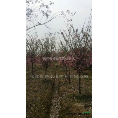 八月桂花 福建八月桂規格* 八月桂*新報價