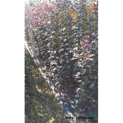 精品桂花 優質八月桂 金桂價格