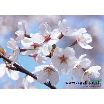 桂花、桂花小苗、桂花價格