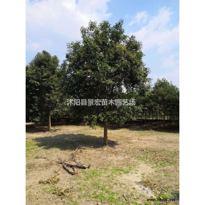 紅楓報價/江蘇紅楓報價