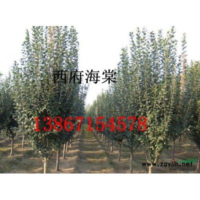 大量供應(yīng)桂花，
