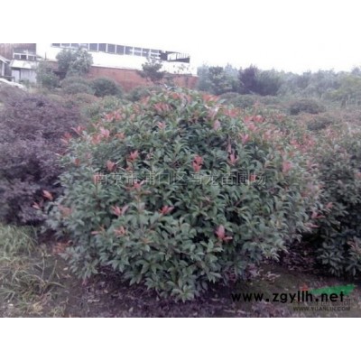 馬褂木3*新價格/馬褂木3報價