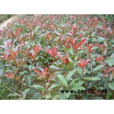 紅葉石楠、大葉女貞