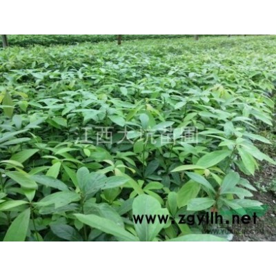大量供應(yīng)江西桂花芽苗，超低價(jià)哦！