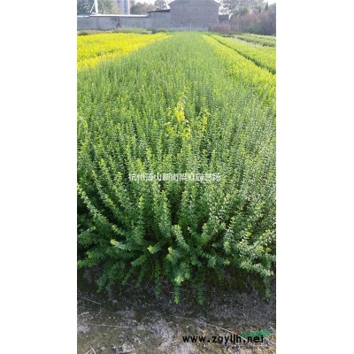 紅楓，紅楓供應(yīng)，蕭山苗木，2022年紅楓低價格