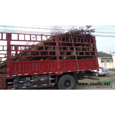 桂花7圖片\桂花7報價