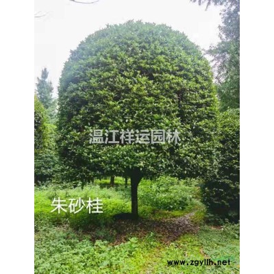 紅楓