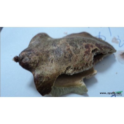 桂花種子多少錢一斤,桂花種子哪里有賣, 桂花種子種植技術