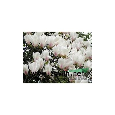 彩葉樹馬褂木價格報價咨詢