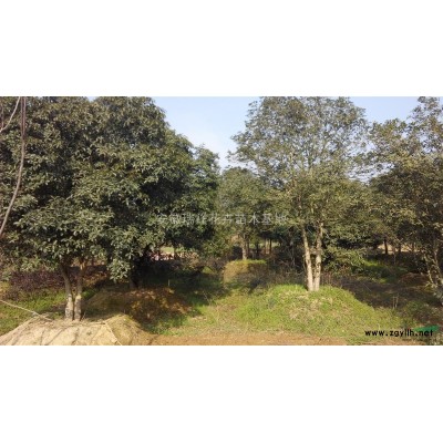 馬褂木安徽瑞祥花卉苗木基地，規(guī)格*低價(jià)銷售