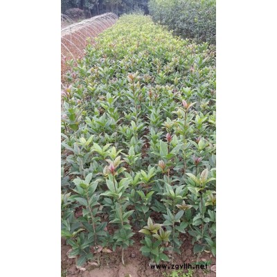 河南紅楓樹,河南紅楓苗,潢川紅楓,鄢陵紅楓