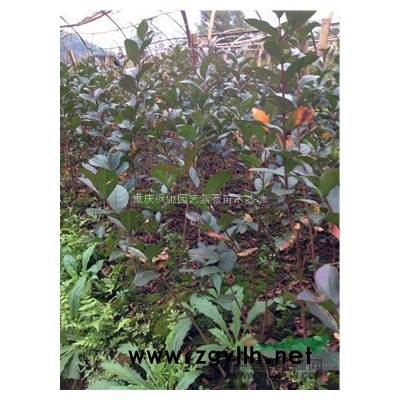 桂花苗，紅火箭紫薇苗，紅火箭紫薇小苗，美國(guó)紅火箭紫薇苗