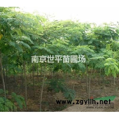 美國紅楓價格