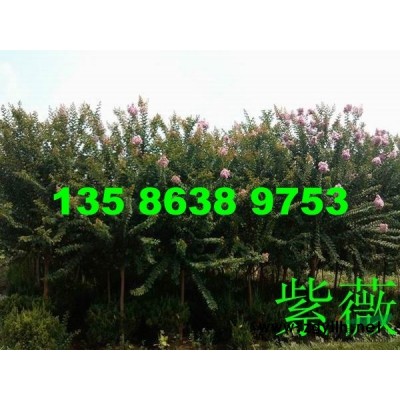 供應12--20公分馬褂木 南酸棗 甜櫧等各種綠化苗木