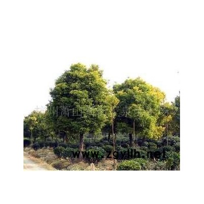 桂花