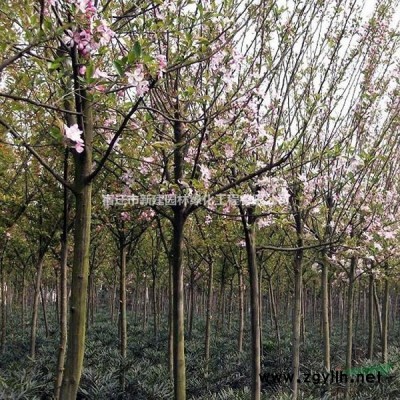 美國紅楓秋火焰，各種規(guī)格*，量大優(yōu)惠