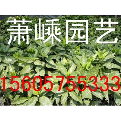 杜英