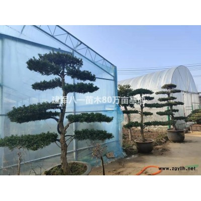 紅楓 大小紅楓基地  江蘇紅楓農(nóng)戶基地行情報(bào)價(jià)/紅楓 大小紅楓基地  江蘇紅楓農(nóng)戶基地圖片展示