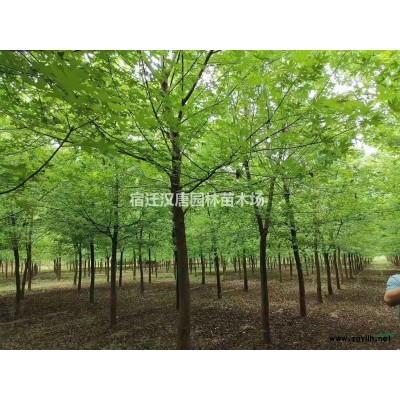 美國紅楓 十月光輝種植基地