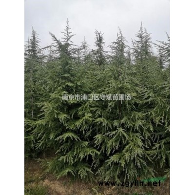 近期馬褂木12公分15公分18公分價格  南京馬褂木價格