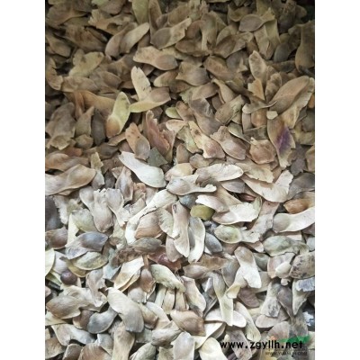 江西供應(yīng)馬褂木小苗規(guī)格*/馬褂木用途