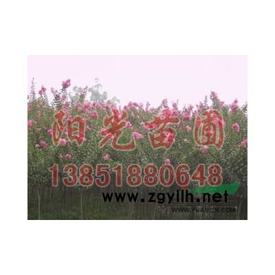 供應(yīng)：馬褂木8-20公分