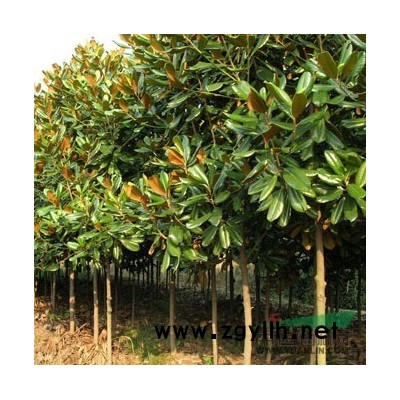 征地苗，低價(jià)出售5---8公分紅楓，