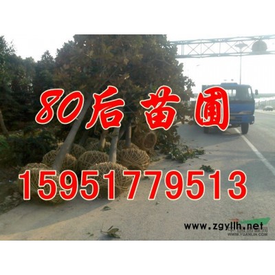 馬褂木價格是多少