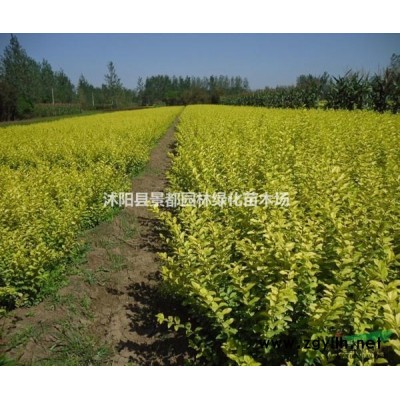 供應紅楓 紅楓圖片 紅楓基地