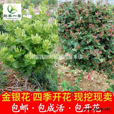 紅楓苗價格 優質紅楓種植栽培 基地批發綠化苗木規格*