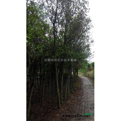 [供應(yīng)]低價(jià)供應(yīng) 3公分紅葉李小苗 以及廣玉，桂花，女貞，