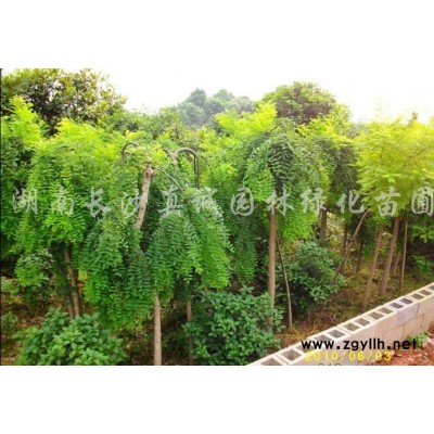 供應桂花-火紅桂花，火紅丹桂，朱砂丹桂，綠玲瓏