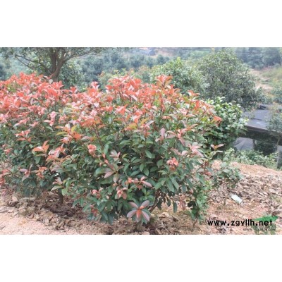 桂花苗 移栽桂花苗 野生桂花苗桂花苗價格桂花苗小苗 長期供應