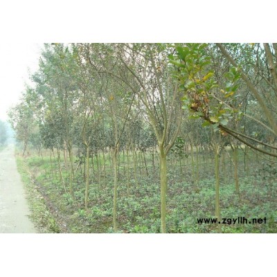 供應(yīng)大量香樟,欒樹(shù),紅果冬青,香泡,桂花,茶樹(shù)等