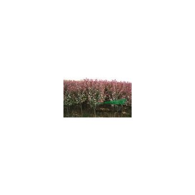 馬褂木報價，哪里10公分/12公分/15公分馬褂木價格*便宜