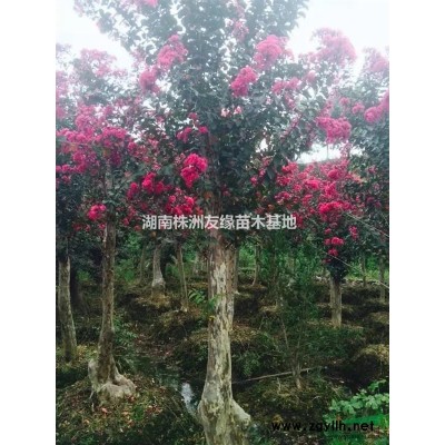 湖南紅楓價格、紅楓小苗報價、3-6公分紅楓8-10-15紅楓