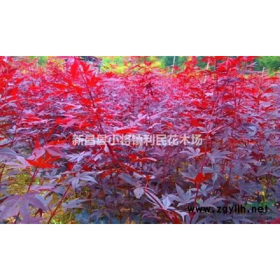 紅楓小苗中國紅楓紅楓小苗低價直銷