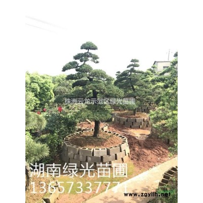 馬褂木,湖南馬褂木,湖南株洲馬褂木,湖南苗木,湖南園林