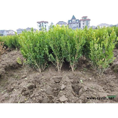紅楓5-15公分工程苗供應，