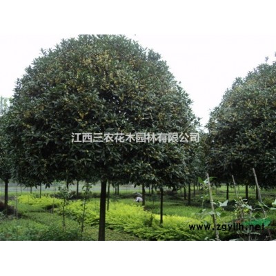2016年藍冰柏發展前景巨大 金邊馬褂木新品種大全 藍冰柏圖