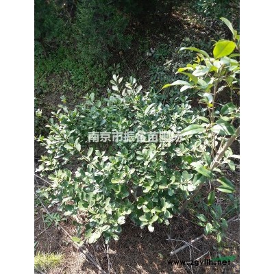 供應(yīng)15公分馬褂木