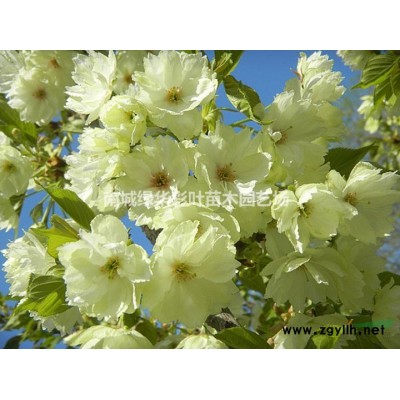 江西十月光輝小苗供應 十月光輝紅楓基地 十月光輝種植苗圃