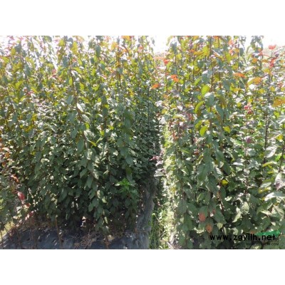 桂花小苗行情報(bào)價(jià)\桂花小苗圖片展示