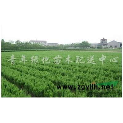 杜英行情報價\杜英圖片展示